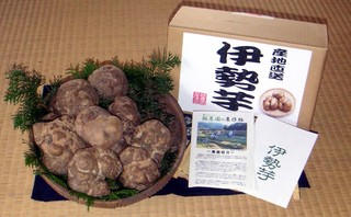 伊勢芋.jpg